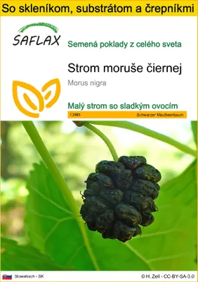 Obrázok produktu pre SAFLAX Kultivačný set - Strom moruše čiernej - Morus nigra - 200 Semená - S mini skleníkom, pestovateľským substrátom a 2 črepníkmi