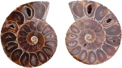 Immagine prodotto di Fossili di ammoniti giganti provenienti dal Madagascar, con un diametro di 4 cm