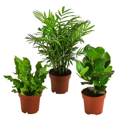 Produktbild von Dehner Pflanzenset Badezimmer, 3 Sorten Balsamapfel, Bergpalme & Streifenfarn, Höhe 25 - 40 cm, Ø Topf 12 cm, Zimmerpflanze