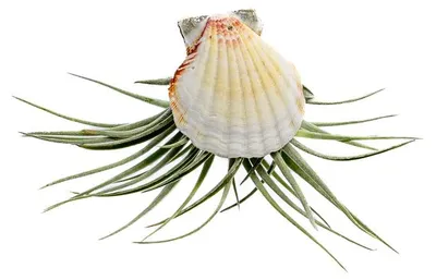 Produktbild von Gardners Muscheln mit Tillandsia Kathy