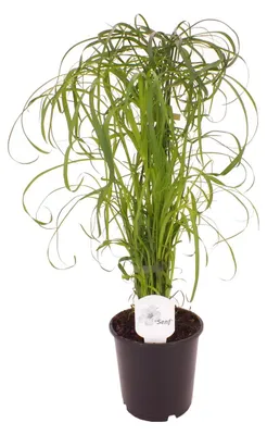 Immagine prodotto di Zigolo Cyperus alternifolius  60 cm Palma acquatica