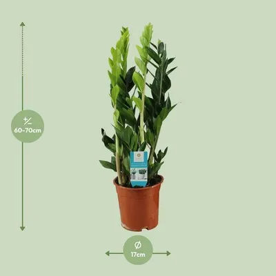 Immagine prodotto di Pianta da appartamento Zamioculcas Zamiifolia "Glücksfeder" Ø17cm, altezza
