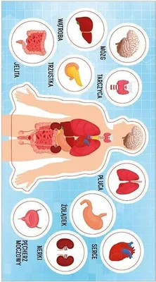Image de Autocollants d'anatomie humaine
