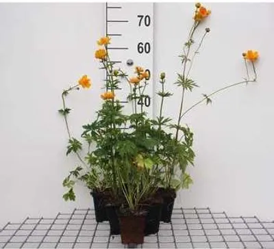 Produktbild von 6 x  Trollius chin. 'Golden Queen' - Trollblume - Topf 9 x 9 cm