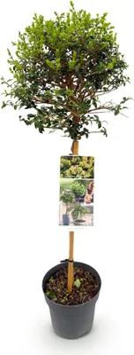 Image de Green boutiQ - Arbre sur tige - Ligustrum delavayanum - Plante de terrasse - À feuillage persistant - Rustique - Feuillage vert - Pot de 19 cm, hauteur 90 cm