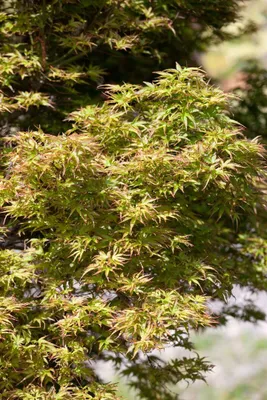 Zdjęcie produktu dla Acer palmatum 'Kamagata', klon japoński, 40-60 cm