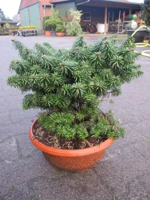 Produktbild von Abies balsamea Nana - zwergige Balsamtanne - 30-40