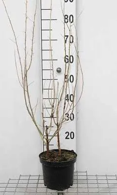 Produktbild von Elaeagnus angustifolia - Wintergrüne Ölweide 60- 80 cm Container