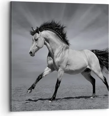 Produktbild von Bild auf Leinwand - Leinwandbild - Pferd Tier Natur - 70x70cm - Wand Bild - Wanddeko - Wandbilder - Leinwanddruck - Bilder - Kunstdruck - Wanddekoration - Leinwand bilder - Wandkunst - AC70x70-3608