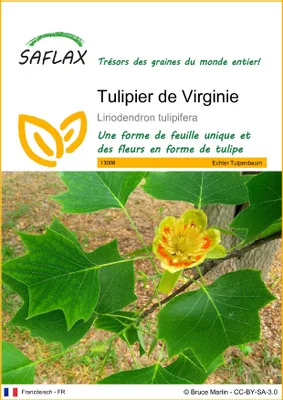 Image de SAFLAX  - Tulipier de Virginie - 20 graines - Liriodendron