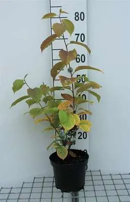 Obrázek produktu pro Halesia carolina - sněženka 30- 40 cm kontejner