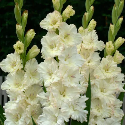 Produktbild von Gladiolus Knolle Sommerblume Garten Großblumige Gladiole Sweet Crystal 5 St.