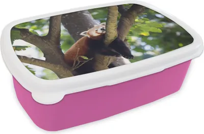 Produktbild von KitchenYeah® Lunchbox Brotzeit Brotdose 17x11 cm Roter Panda auf dem Baum Kinder Brotzeitdose - Lunchpaket - Brotkasten  - Sandwich Box