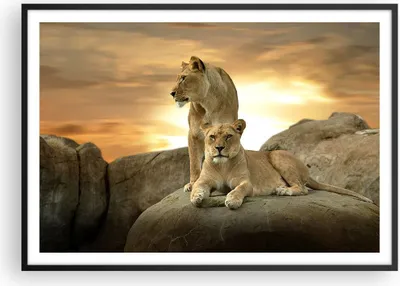 Produktbild von Gerahmtes Poster - Schwarzer Rahmen - Löwen Sonnenuntergang Felsen Krallen - 100x70 cm - Wand Bild - Wanddeko - Wandbilder - Wandposter - Bilderrahmen - Bilder - Kunstdruck - P2BAA100x70-2958