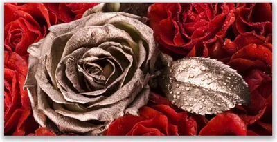 Produktbild von Glasbilder 120x60 Wandbild Druck auf Glas Roses Pflanzen