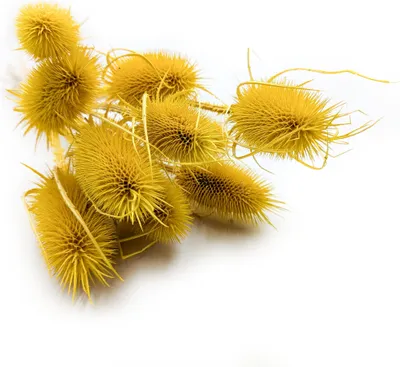Produktbild von Distel - (Dipsacus) - Gelb