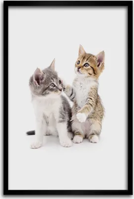Produktbild von Bild - Bilderrahmen - 40 cm x 60 cm - MDF - Rahmen - Wandkunst - Zwei kleine Katzen
