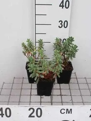 Zdjęcie produktu dla 6 x Euphorbia char. 'Portugese Velvet' - wilczomlecz - doniczka 9 x 9 cm