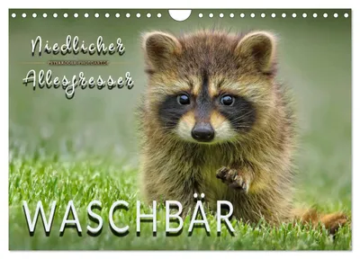 Produktbild von Waschbär - Niedlicher Allesfresser (Wandkalender 2027 DIN A4 quer), CALVENDO Monatskalender
