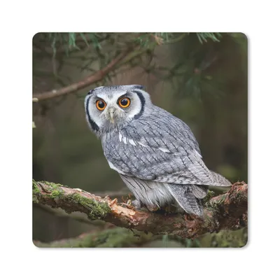 Produktbild von MuchoWow® Mauspad Mousepad Eule - Vogel - Äste - Natur 20x20 cm - Mousepads - Maus Mat - Pad - Mausunterlage - Desk Mat - Bureauartikeln