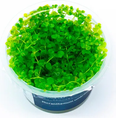 Produktbild von Micranthemum umbrosum In-Vitro Cup algen- und schneckenfrei