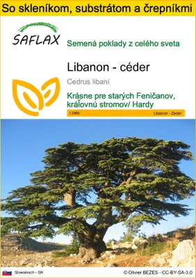 Obrázok produktu pre SAFLAX Kultivačný set - Libanon - céder - Cedrus libani - 20 Semená - S mini skleníkom, pestovateľským substrátom a 2 črepníkmi