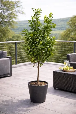 Produktbild von Limettenbaum Lima Verde 130-170 cm – Caipirinha Limette für Garten & Terrasse, ertragreich & aromatisch
