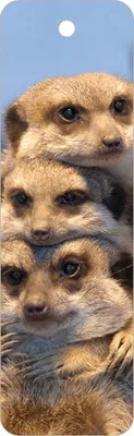Produktbild von Lesezeichen Erdmännchen - Team, 14 x 4 cm, Buchzeichen Bookmark Bücher Buch Tier Erdmann