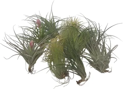 Produktbild von Tillandsien Luftpflanzen - 12 Stk - Tillandsia - Höhe 5-15cm - ⌀5cm