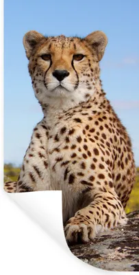 Produktbild von MuchoWow® Wandtattoo Wandsticker Wandaufkleber Leopard - Tiere - Natur 80x160 cm Selbstklebend und Repositionierbar - Sticker - Dekorfolie