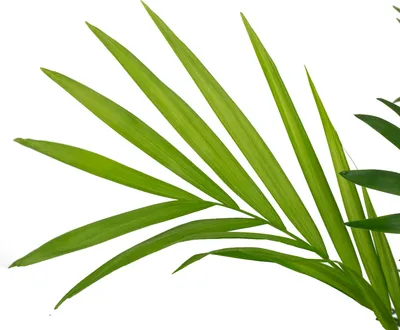 Immagine prodotto di set di 2 palme di montagna Chamaedorea - Pianta d'appartamento tropicale, facile da curare, altezza 65 cm, vaso Ø 17 cm