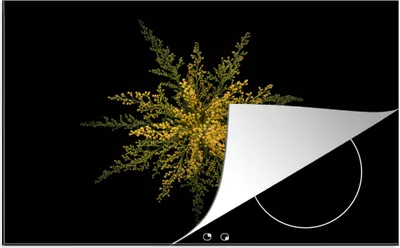Produktbild von KitchenYeah© Herdabdeckplatte Eine Goldrutenblüte auf schwarzem Hintergrund , 81x52cm, Küche Deko, Glaskeramikkochfeld Herdabdeckung, Abdeckplatte fùr Kochfeld