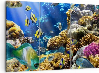 Produktbild von Bild auf Leinwand - Leinwandbild - Korallenriff Ozean Krabbe Fisch - 105x70cm - Wand Bild - Wanddeko - Leinwanddruck - Bilder - Kunstdruck - Leinwand bilder - Wandkunst - CE105x70-2662