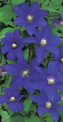 Produktbild von Clematis hybride Lasurstern - Waldrebe / Klematis Lasurstern 60-100cm