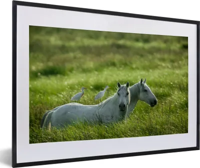 Produktbild von MuchoWow® MuchoWow® Gerahmtes Poster Pferde - Vogel - Gras 60x40 cm - Poster mit zchwarzem Bilderrahmen - Schlafzimmer - Plakat in Rahmen - Drucken