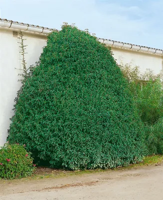 Produktbild von Prunus lusitanica 'Myrtifolia', Portugiesischer Lorbeer, 30–40 cm