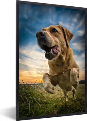Produktbild von MuchoWow® MuchoWow® Gerahmtes Poster Bunter Himmel über diesem Labrador Retriever 40x60 cm - Poster mit zchwarzem Bilderrahmen - Papierdruck - Wandbilder