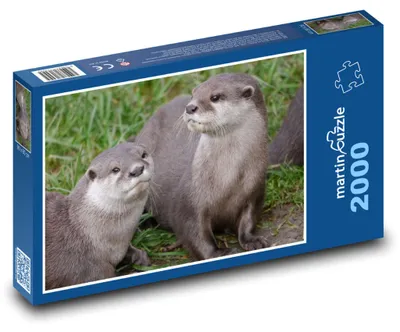 Obrázek produktu pro martinpuzzle - Puzzle 2000 - Vydry