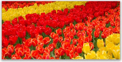 Produktbild von Tulup Leinwand-Bilder 140x70 Wandbild Canvas Kunstdruck Tulpen Pflanzen