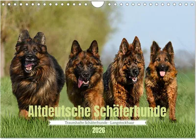 Produktbild von Altdeutsche Schäferhunde - Traumhafte Schäferhunde Langstockhaar (Wandkalender 2026 DIN A4 quer), CALVENDO Monatskalender