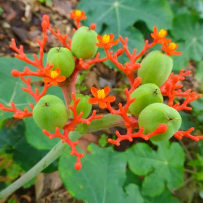 Obrázek produktu pro Rostlina láhevka (Jatropha podagrica)  – 3 semena
