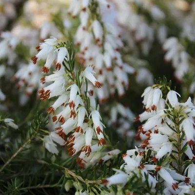 Image de 2 x Bruyère blanche d'hiver - Erica carnea | 12-15 cm en conteneur