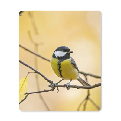 Produktbild von MuchoWow® Mauspad Mousepad Kohlmeise - Zweig - Vogel - Tiere 30x40 cm - Mousepads - Maus Mat - Pad - Mausunterlage - Mausmatten
