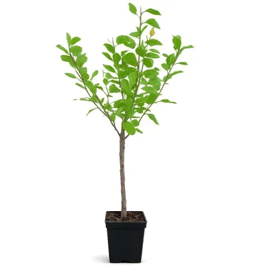 Produktbild von Pflaumenbaum ‘Reine Claude d’Althan’ 100–120 cm – Edelpflaume Reneklode, winterhart, ertragreich, süße Tafelpflaume