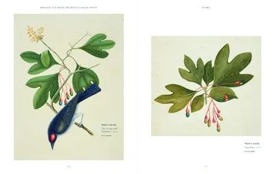 Imagen del producto de Botanicals