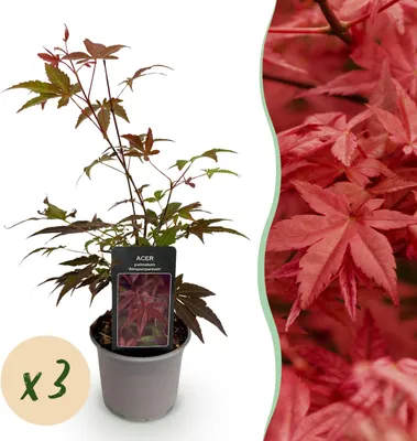 Produktbild von Acer palmatum Atropurpureum - Lila - 3 Pflanzen - Blattverlust - Pflegeleicht - 25-35cm - Ø12cm - Gartenpflanze