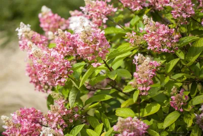 Produktbild von Hydrangea paniculata 'Pink Diamond', Rispenhortensie, rosa, 40–60 cm