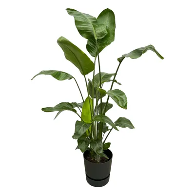 Produktbild von Set: Strelitzia Nicolai - Paradiesvogelblume - mit Übertopf elho Greenville Round Schwarz - Pflanze Höhe 160cm