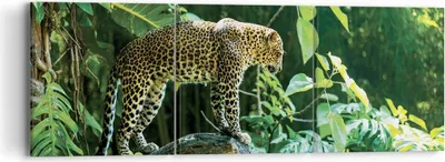 Produktbild von Bild auf Leinwand - Leinwandbild - 3 Teile - Dschungel Leopard Panther - 90x30cm - Wand Bild - Wanddeko - Wandbilder - Leinwanddruck - Bilder - Wanddekoration - Leinwand bilder - CA90x30-4502