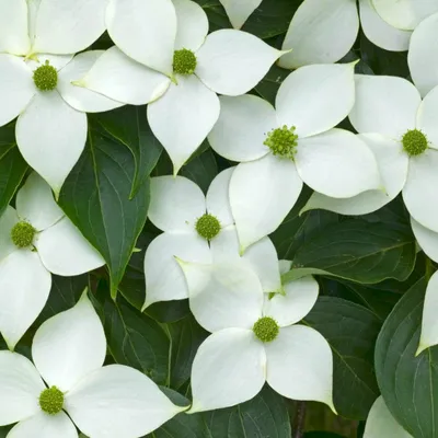 Produktbild von Japanischer Hartriegel - Cornus Kousa 'China Girl' - 50-60 cm in Container